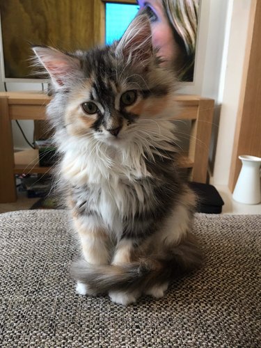 Maine Coon kitten