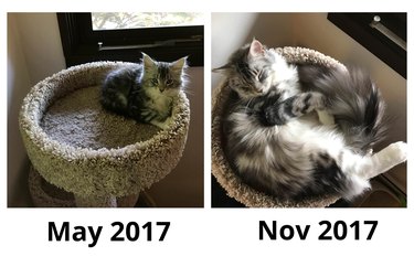 Side-by-side photos of Maine Coon cat as a kitten and then six months later