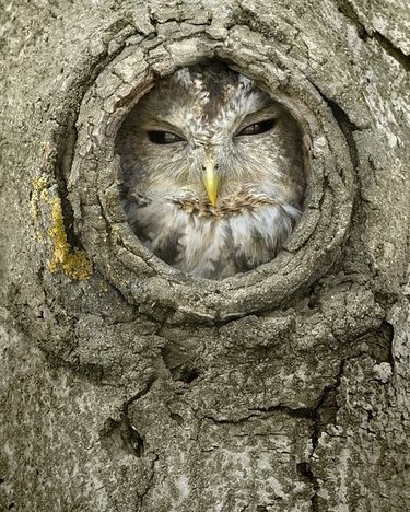 Just 19 of the cutest owls to ever owl