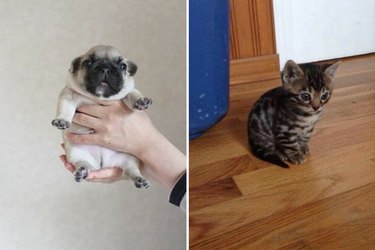 chubby puppies and kittens