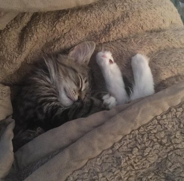 Cat under blanket with feet sticking out