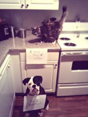 15 Pet Predicaments That Will Make You Either A) LOL, B) Cringe, C) Facepalm, Or D) All Of The Above