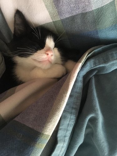 Cat under blanket