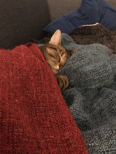 Cat under blanket