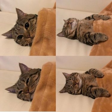 4 pictures of cat cozy under blanket