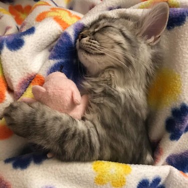 Kitten under blanket with toy pig