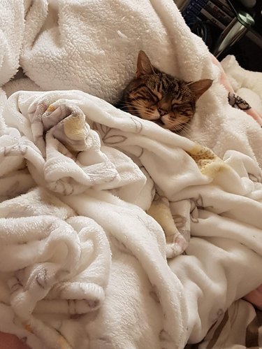 Cat under blanket