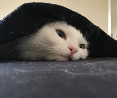 White cat under black blanket