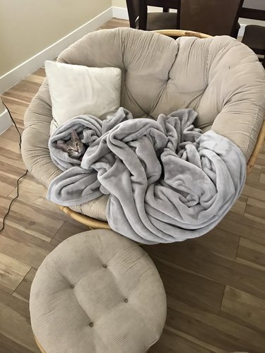 Cat under blanket in a chair