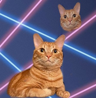 cat photoshopped into student portrait with 80s laser beams