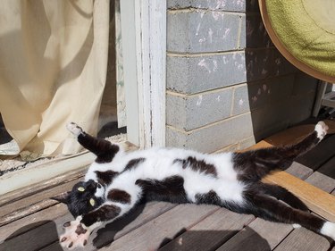 tuxedo cat basks in sun