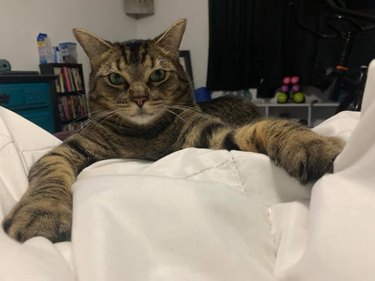 tabby cat with big paws