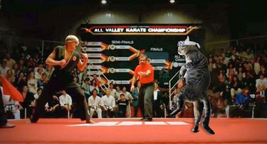 cat photoshopped into Karate Kid