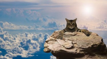 cat photoshopped onto tower of rocks