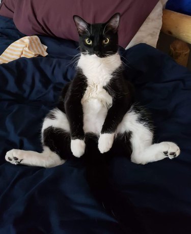 cat sitting like human