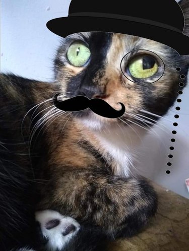 cat with top hat and monocle