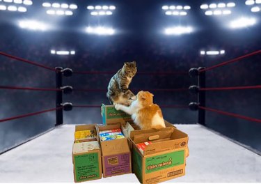 fighting cats photoshopped into boxing ring