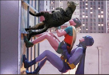 cat joins Batman & Robin for a building climb