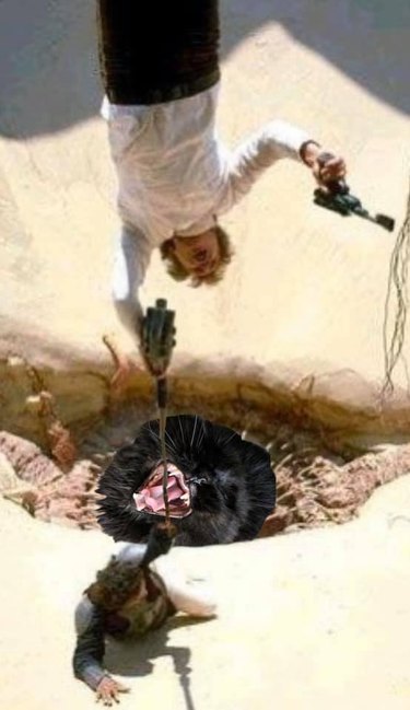 cat photoshopped into Empire Strikes Back