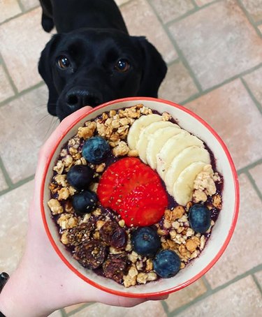 dog looking at bowl of granola and fruit