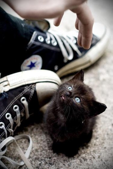 Small black kitten