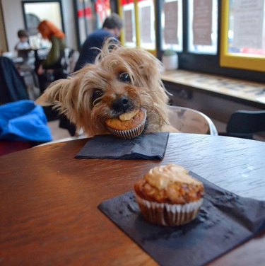 dog eating a muffin
