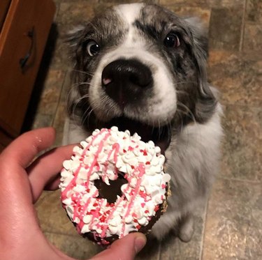 dog eating a donut