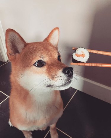 dog eating sushi