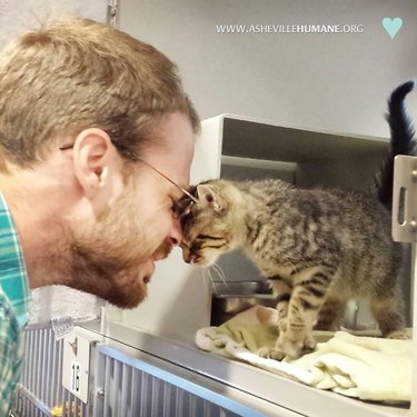 Kitten head bonking his new dad