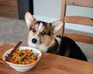 dog sitting before bowl of noodles