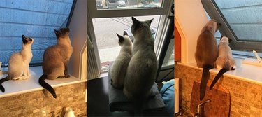 A Siamese kitten imitating an adult Siamese cat.
