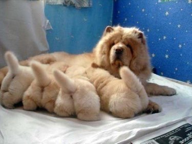 Adult Chow Chow nursing Chow Chow puppies.