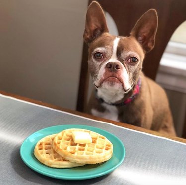 dog sitting before plate of Eggos