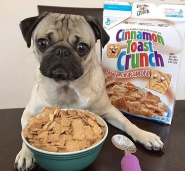 dog eating cinnamon toast crunch cereal