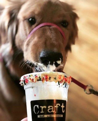 dog eating a milkshake