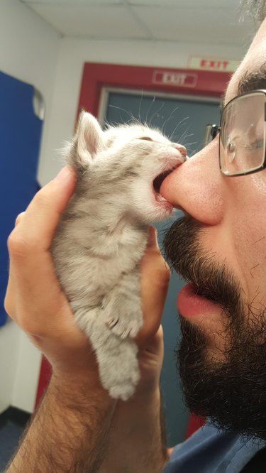 Tiny kitten biting a guy's nose.