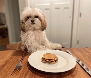 dog eating pancakes