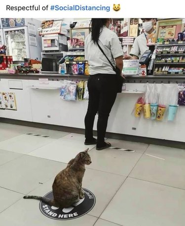 A cat practices social distancing at a store by sitting on a "stand here" sign on the floor.