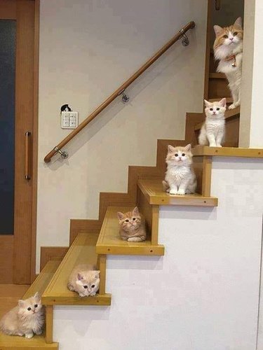 orange cats sit on stairs