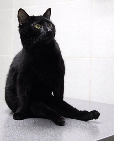 Lucik, the black "caring cat" who helps at Klyk animal hospital in Perm, Russia