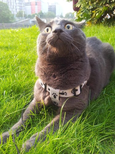 Cat in grass with wide eyes