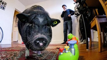 Ludwig, a large, black pot-bellied pig, in his owner's home in England