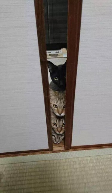 Four cats peeking out from behind door crack