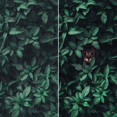 A cat peeks out of a shrub.