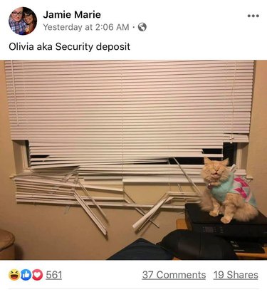 A happy cat sits next to the blinds they destroyed.