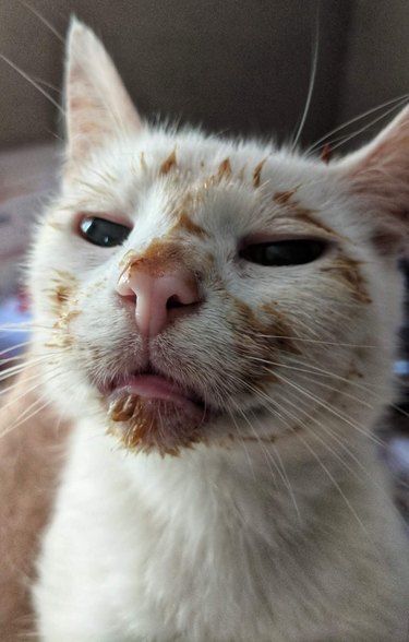 A cat has food all over face.