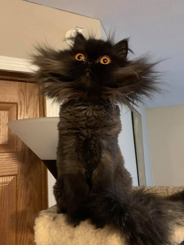 A fluffy black cat has an epic mutton chops makeover.