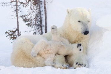 Polar bear cub lying on adult polar bear's arms.