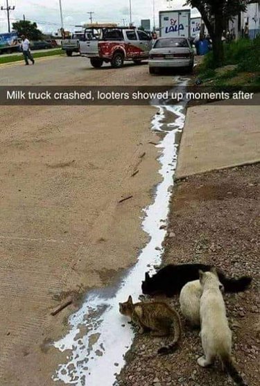 Cats drinking spilled milk from a milk truck
