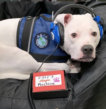 Cole the Deaf Dog listening to his "magic machine" headphones